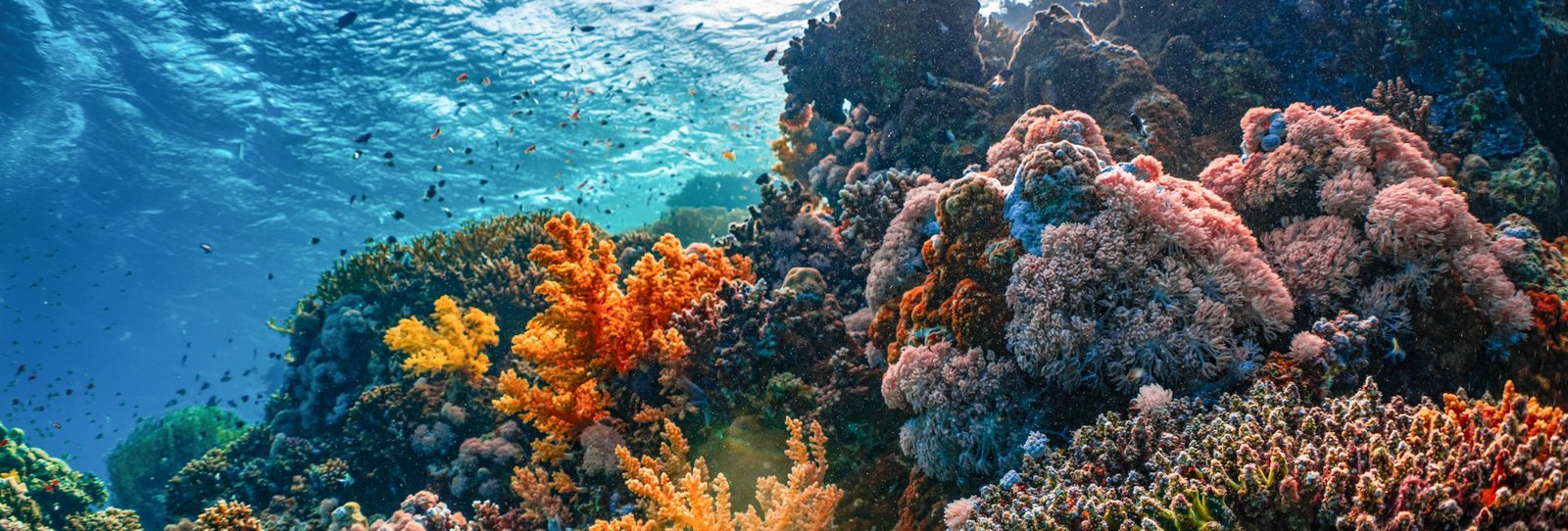 12-Day Complete Island Expedition