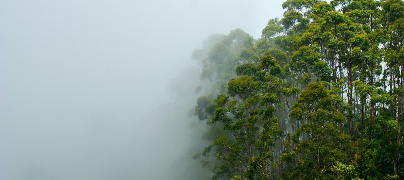 Aristocratic Nuwara Eliya