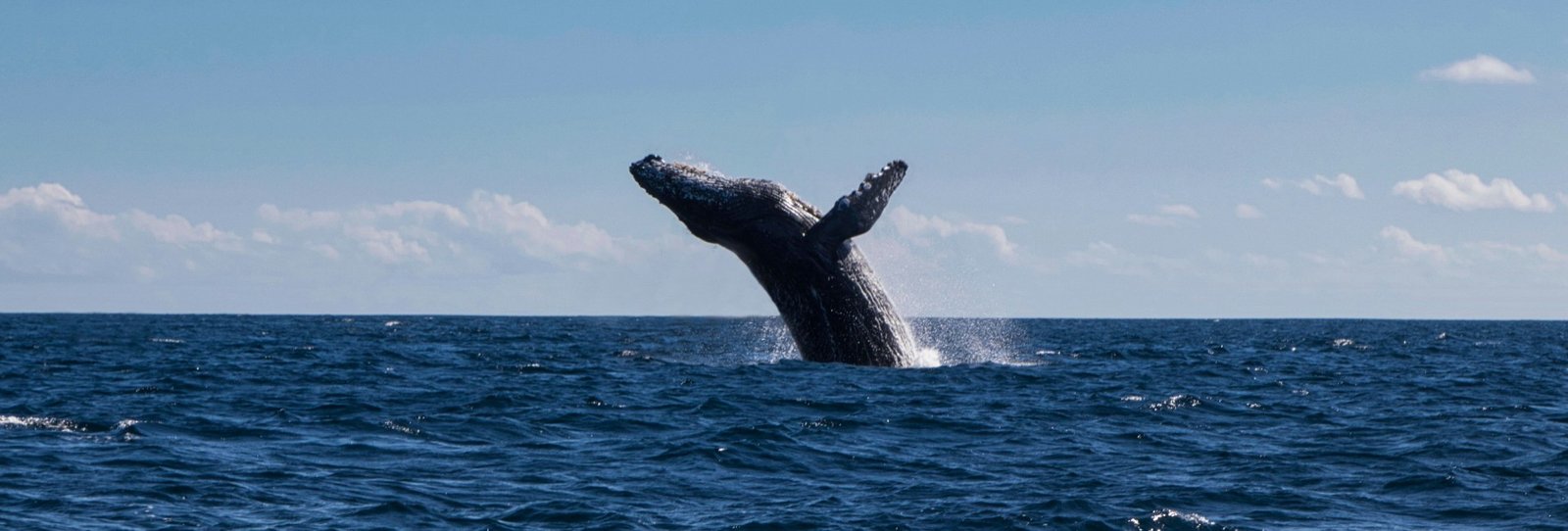 Whale & Dolphin Watching