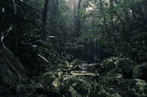 Sinharaja Rainforest Trek