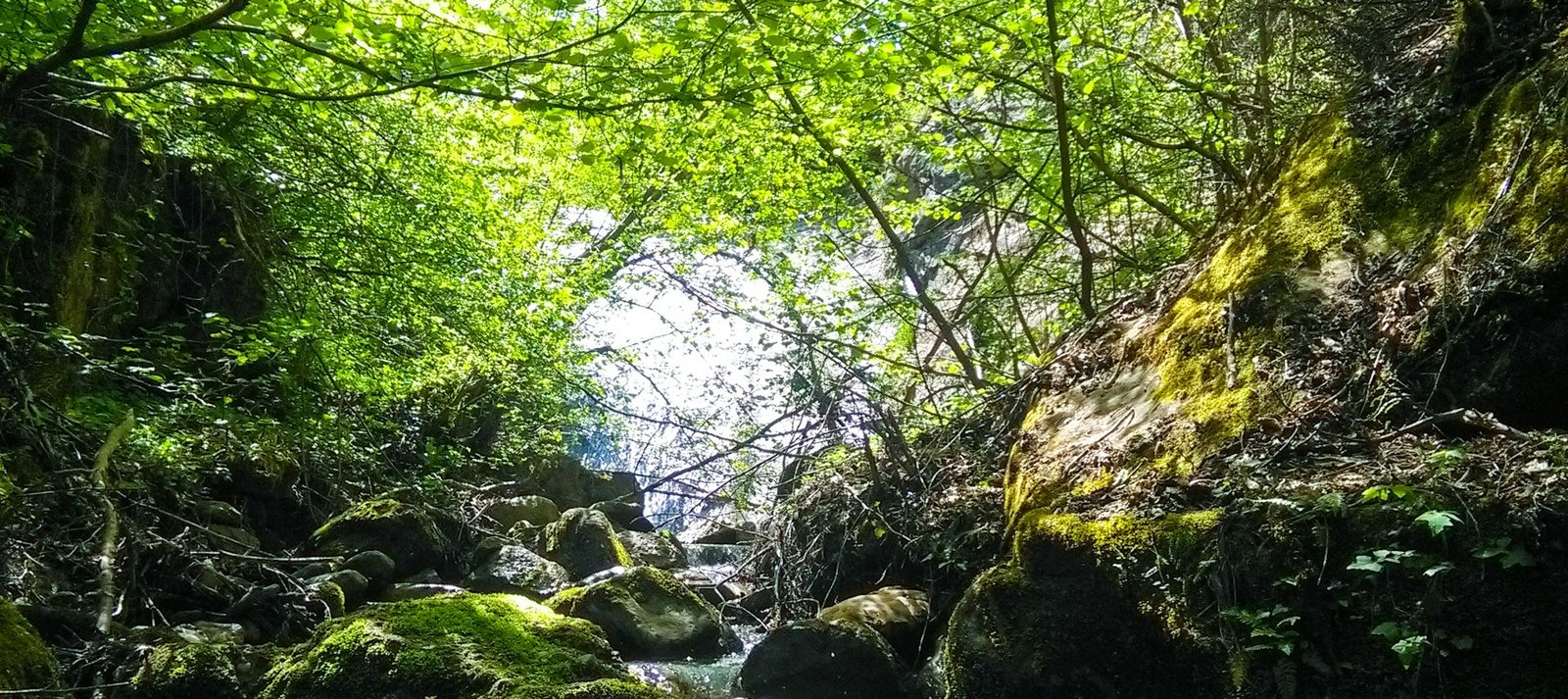 Sinharaja Rainforest Trek
