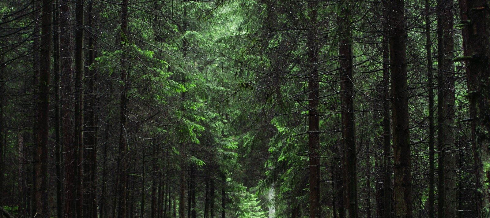 Sinharaja Rainforest Trek