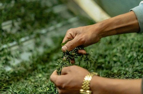 High-Altitude Tea Estates