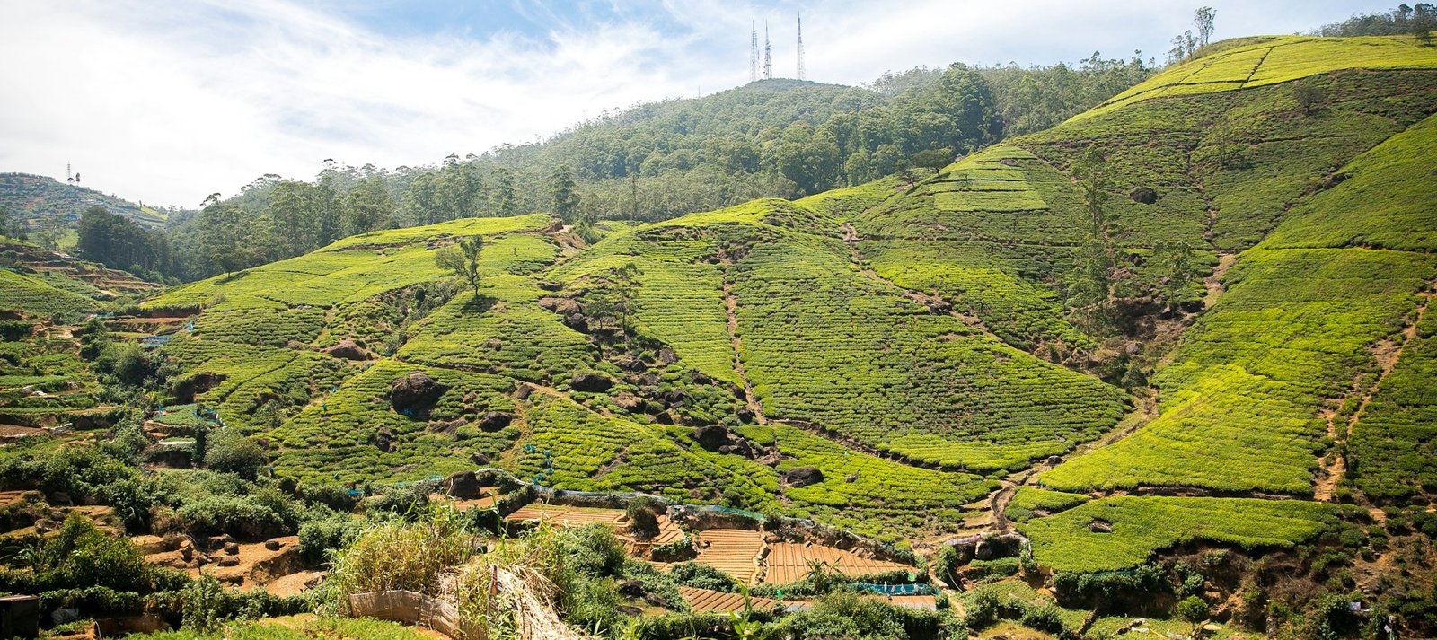 High-Altitude Tea Estates
