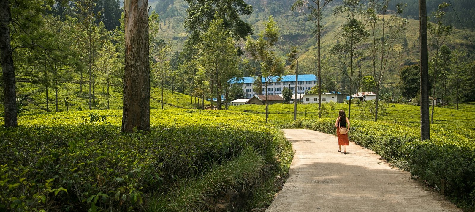 High-Altitude Tea Estates