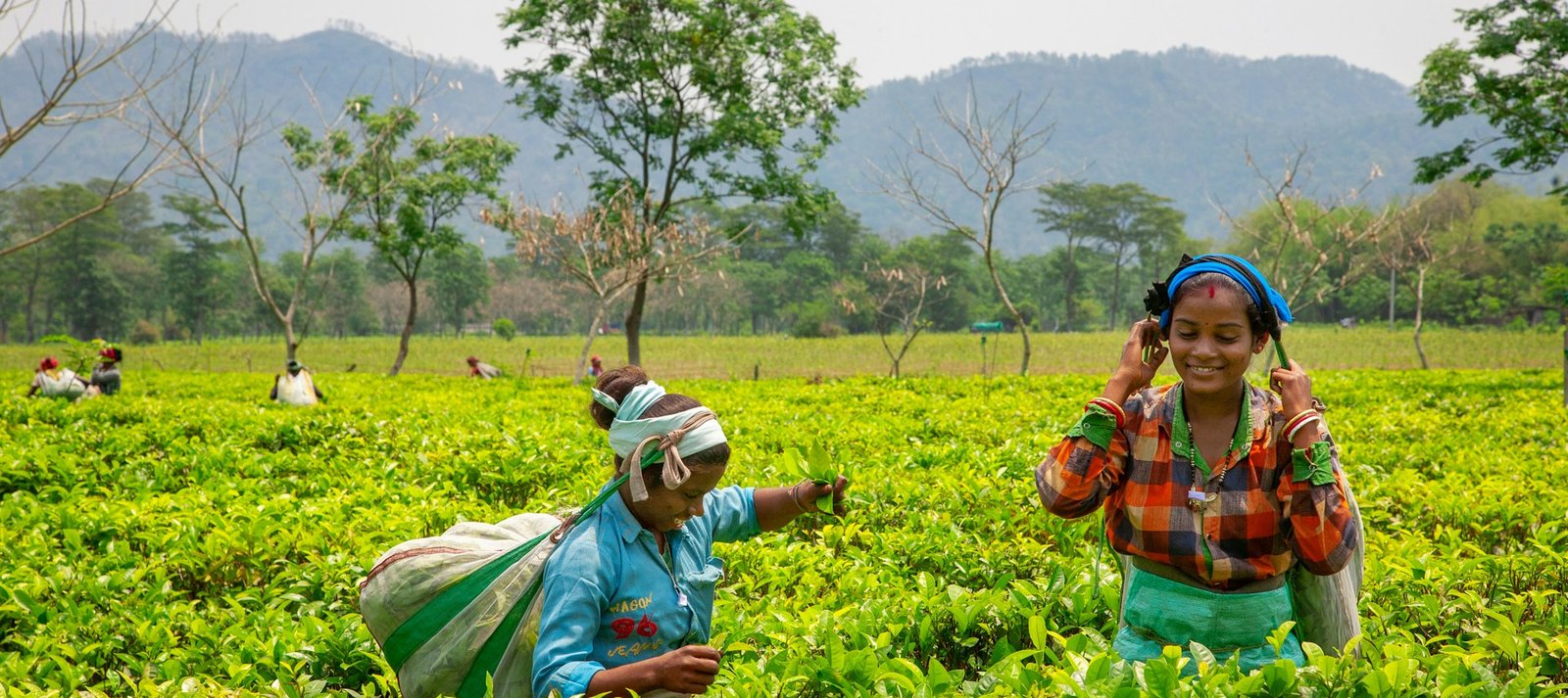 High-Altitude Tea Estates