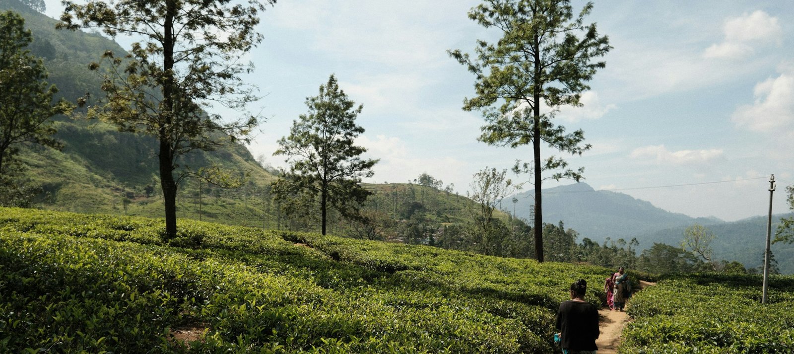 Ella Valley Plantations