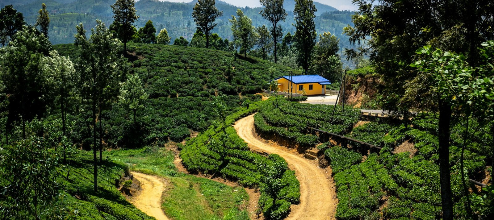 Ella Valley Plantations