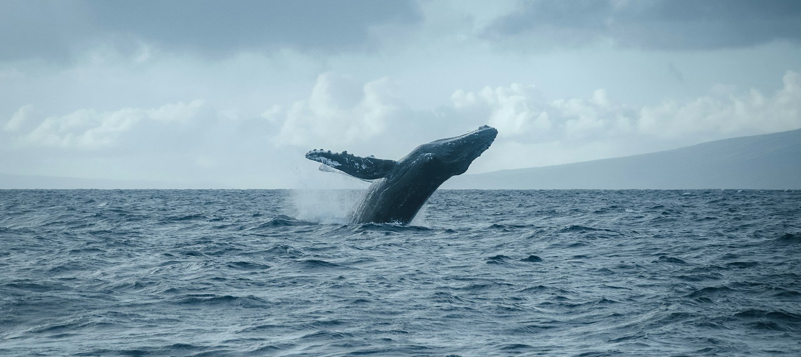 Whale & Dolphin Watching