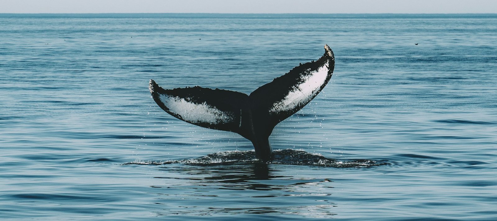 Whale & Dolphin Watching