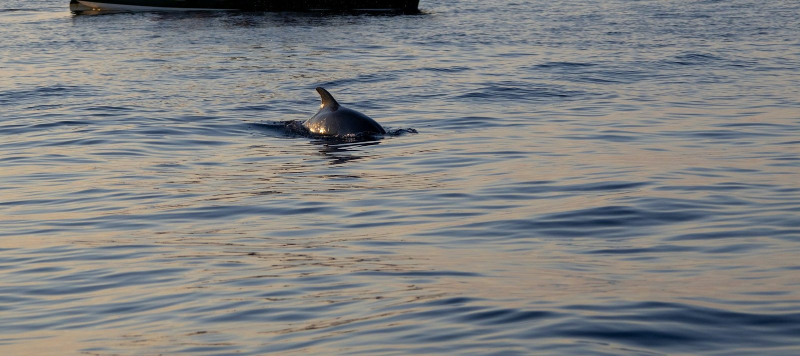 Whale & Dolphin Watching
