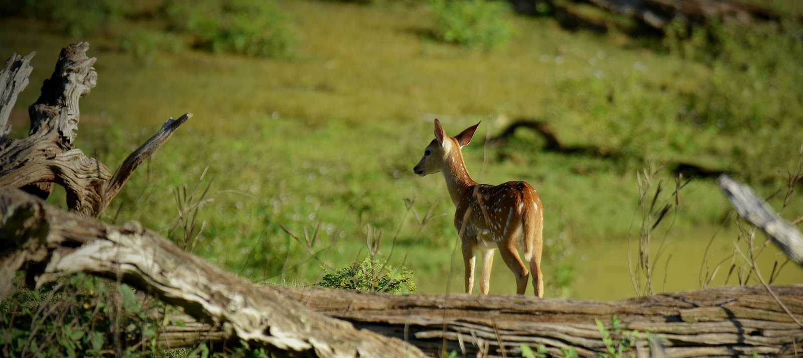 National Park Jungle Safari