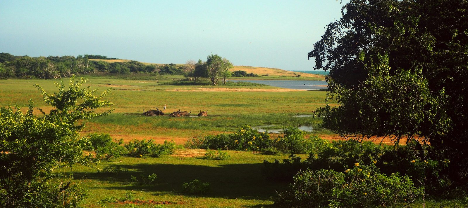 National Park Jungle Safari