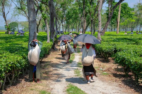 Private Tea Experiences