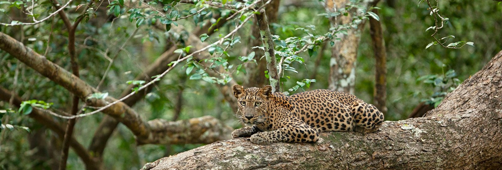 Yala Apex Safari