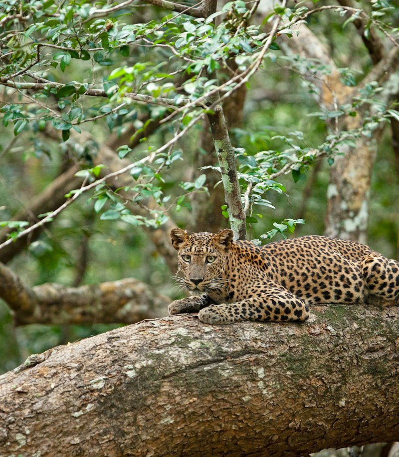 Yala Apex Safari