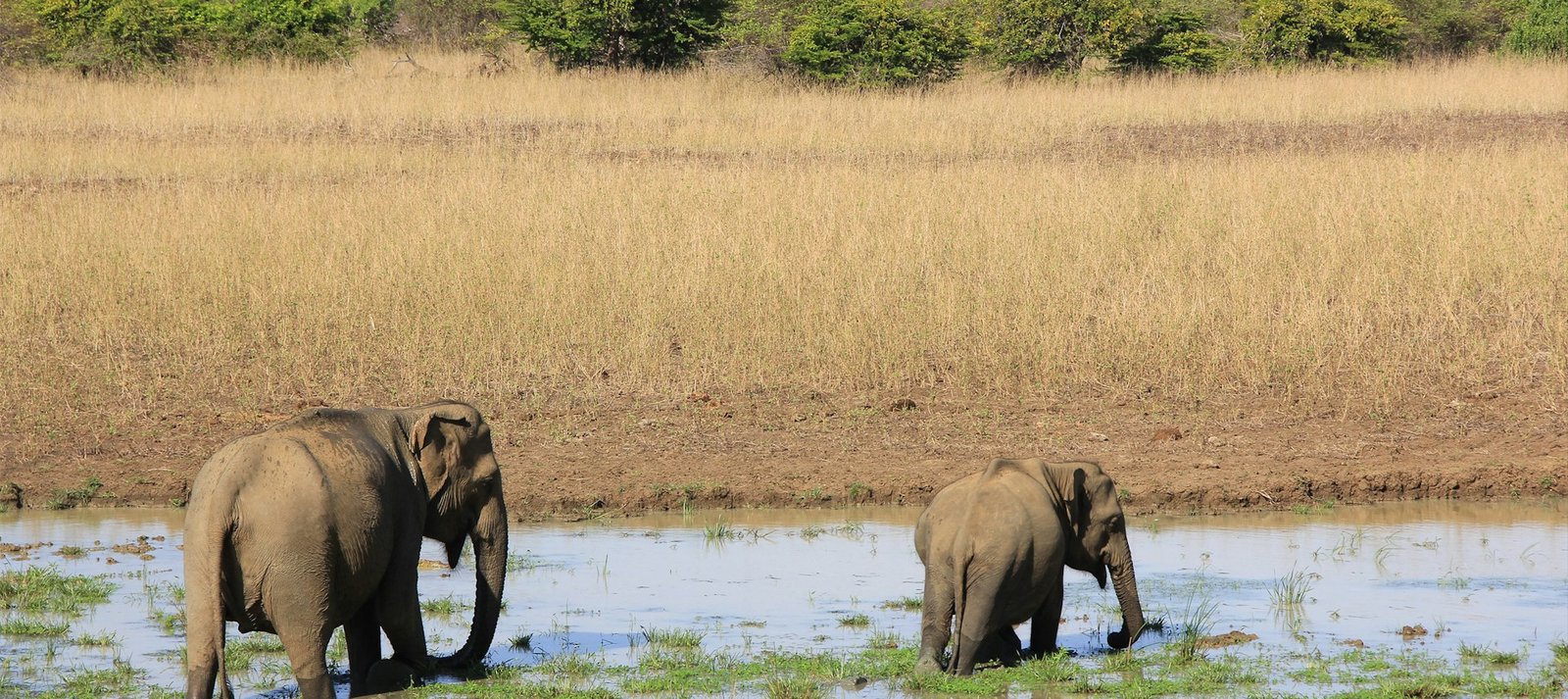 Yala Apex Safari