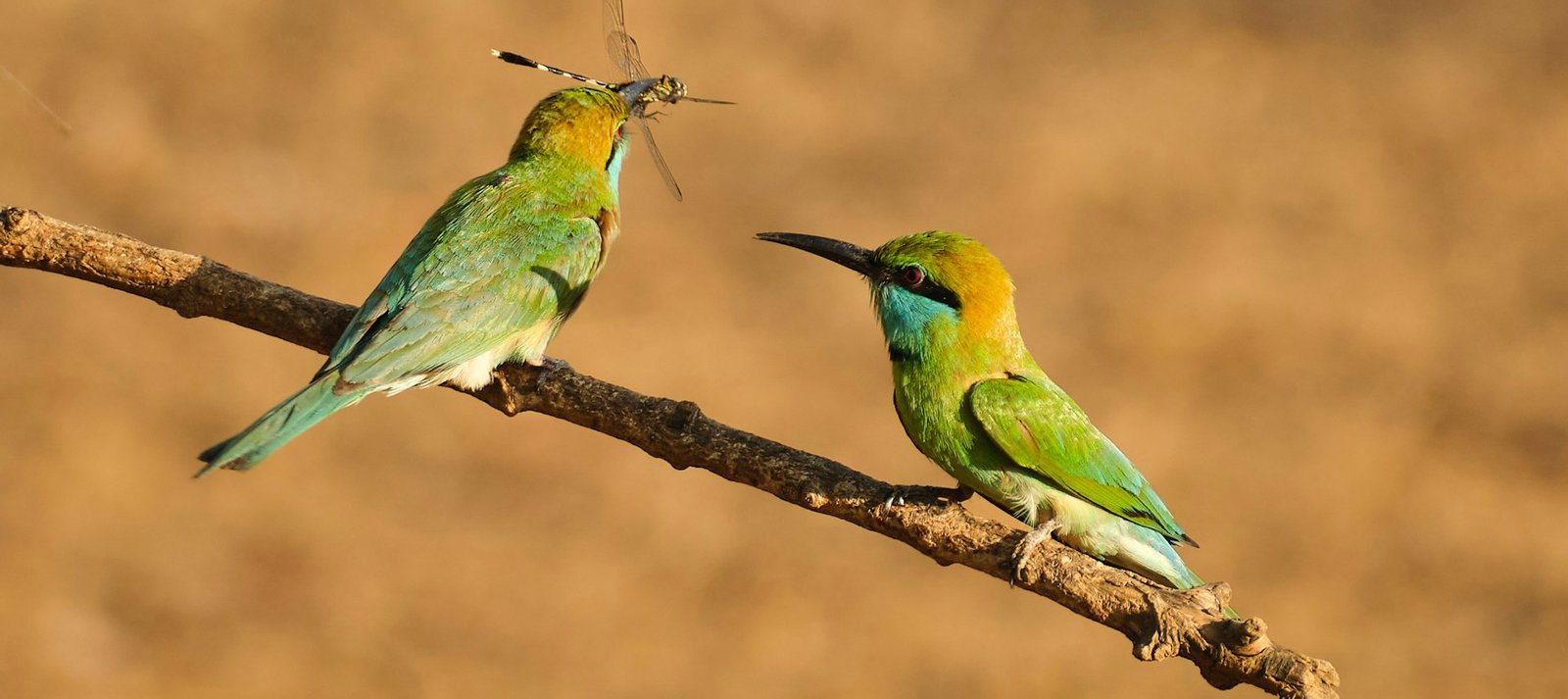 Yala Apex Safari
