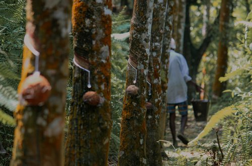 Pinnawala Elephant Sanctuary