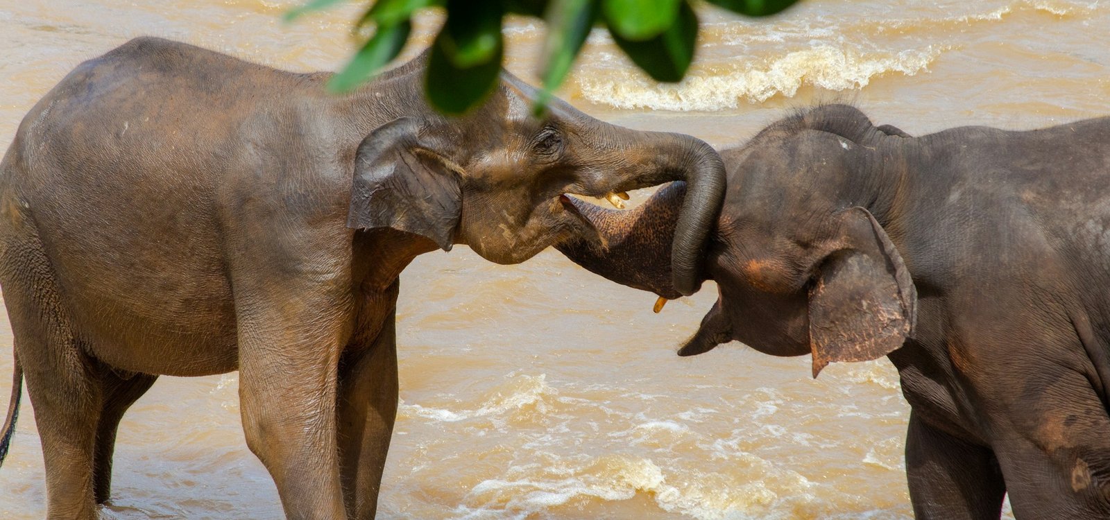 Pinnawala Elephant Sanctuary