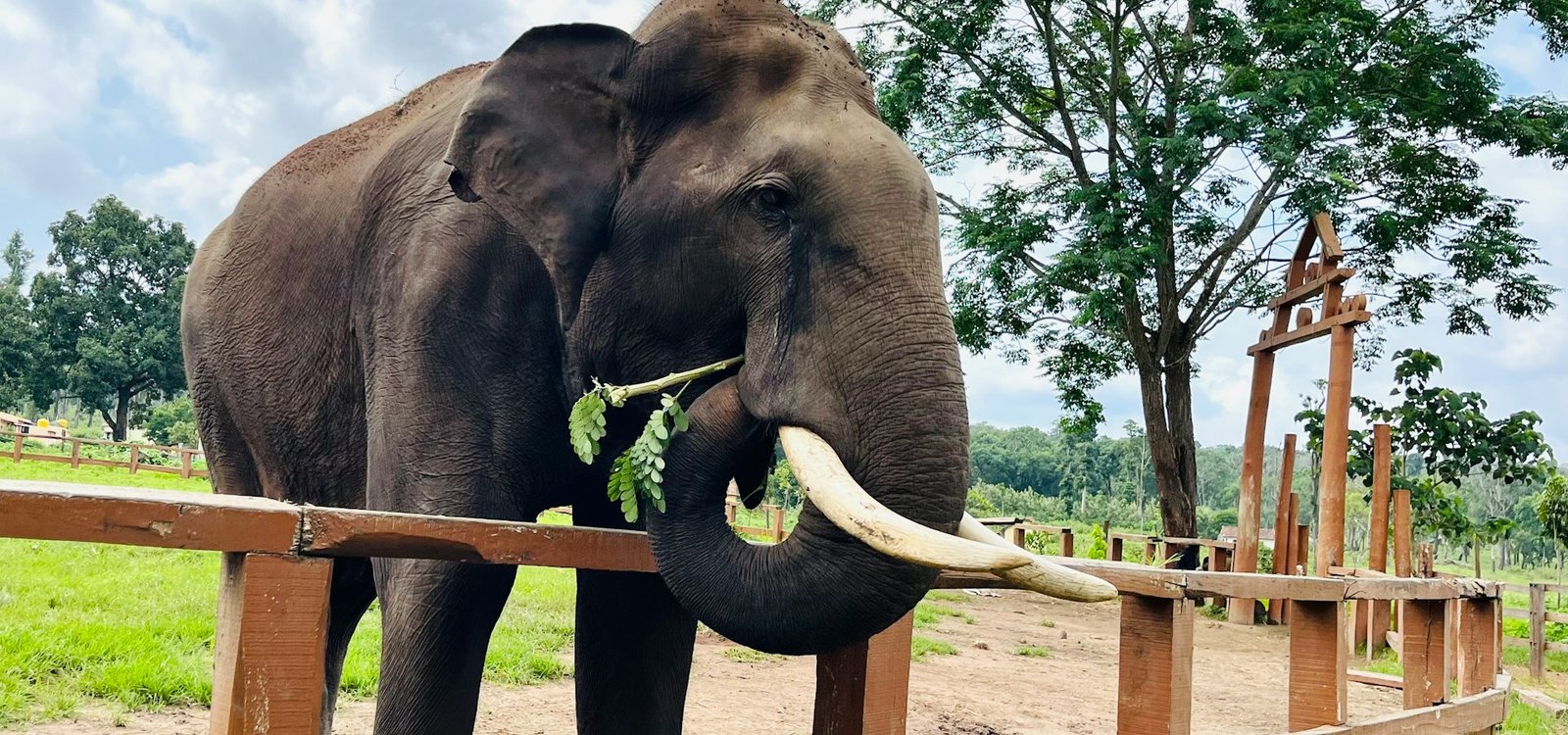 Pinnawala Elephant Sanctuary