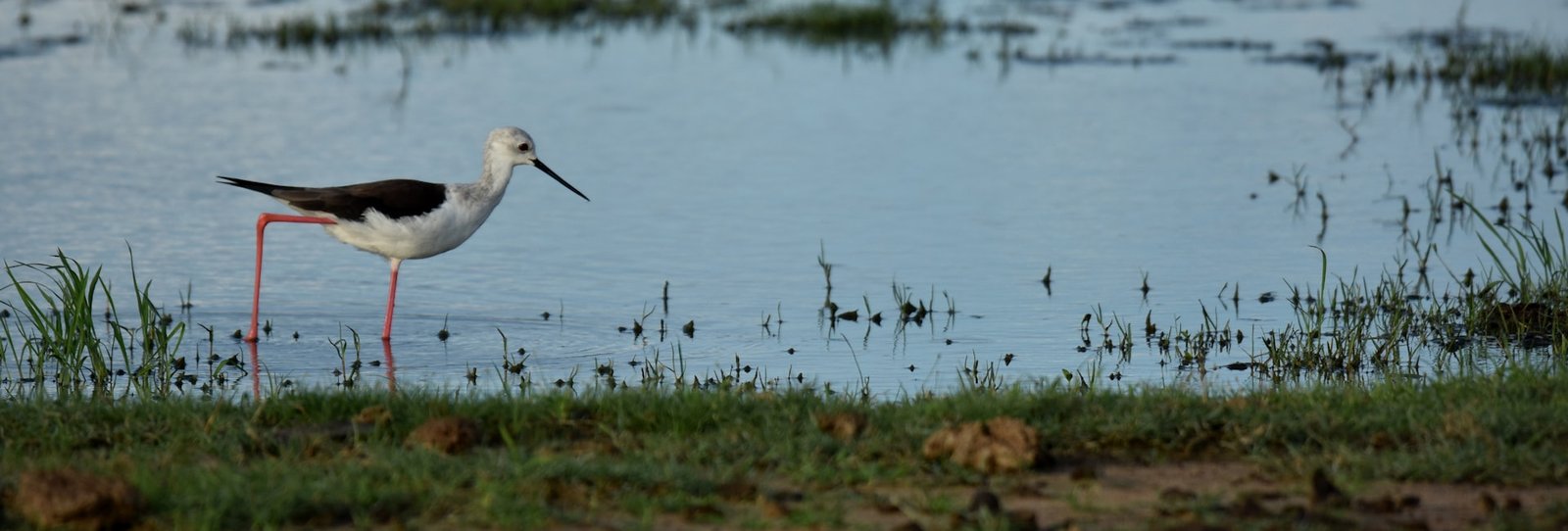 Remote Kumana Wetlands