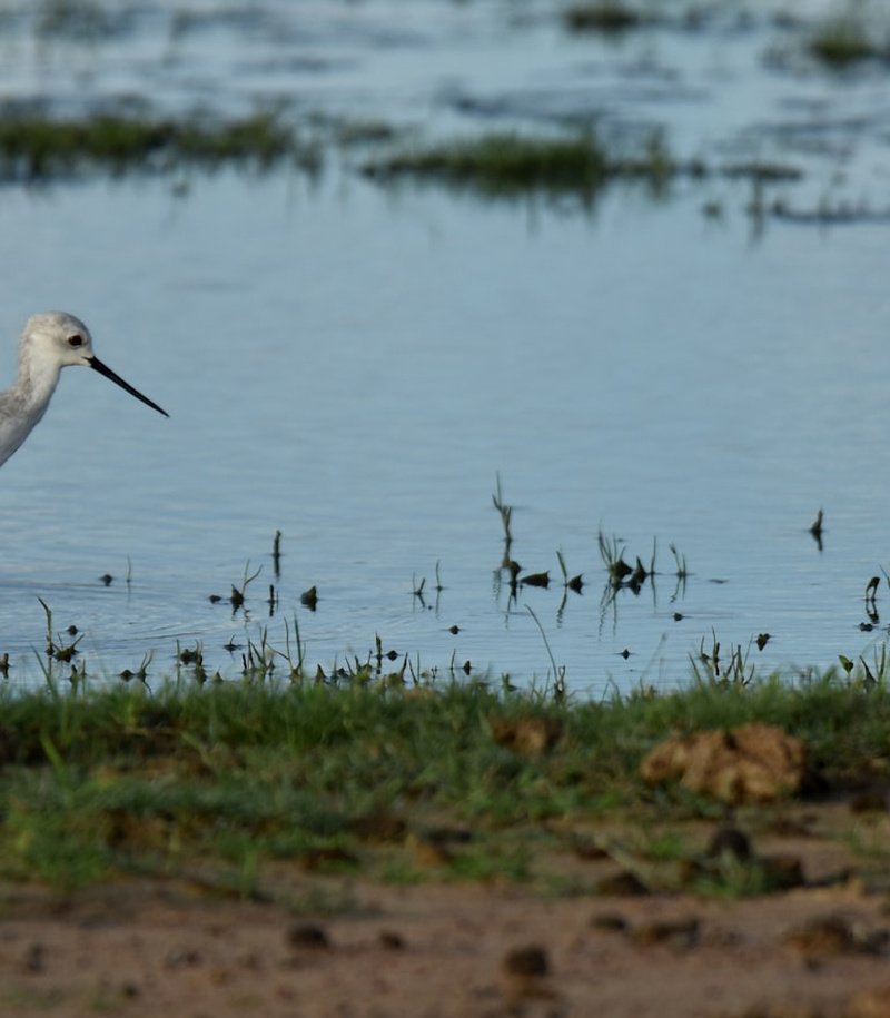 Remote Kumana Wetlands