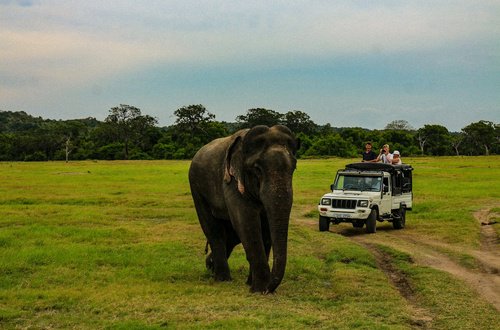 Pristine Wilpattu Tracking