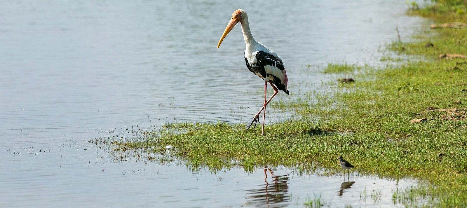 Pristine Wilpattu Tracking