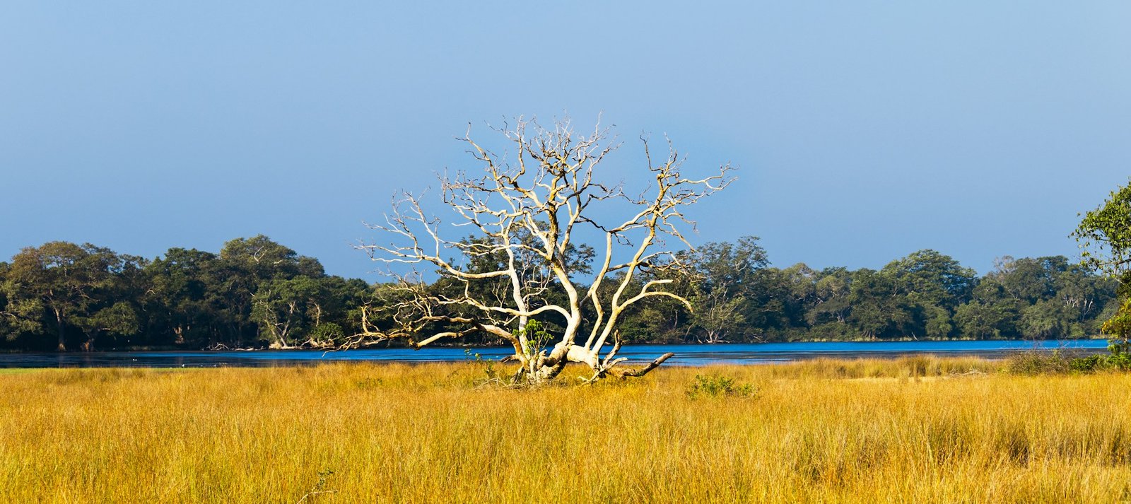 Pristine Wilpattu Tracking