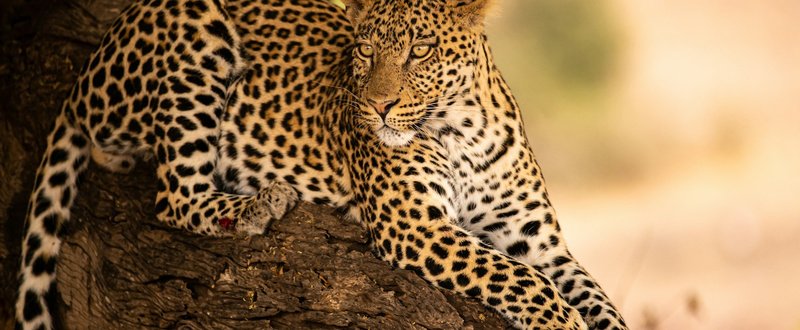 9-Day Highland & Wildlife Expedition
