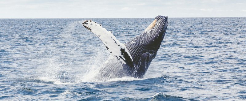 9-Day Highland & Wildlife Expedition